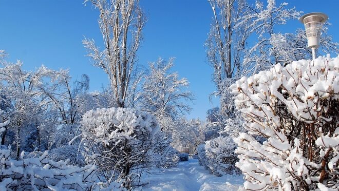 Winter Tree Care: Protecting Your Assets During Harsh Weather